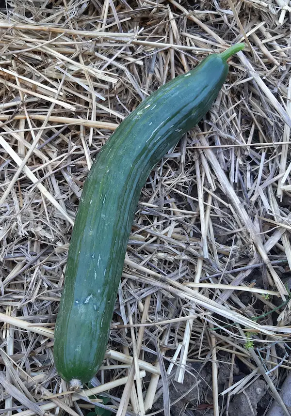 Un fruit du concombre 'Palladium F1' posé sur la paille